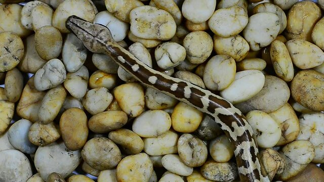 Blood python juvenile flick tongues,high angle view.
Python snake slither away on river gravel surface and breathe slowly,HD video .