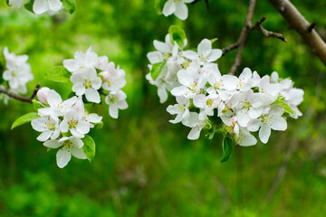 apple tree flowers
