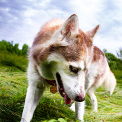 Husky siberien