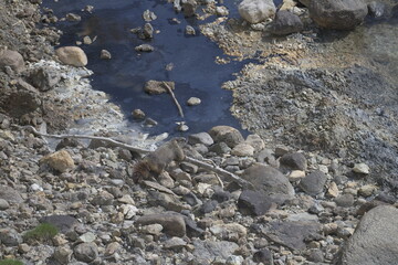 Marmot in Yellowstone , USA