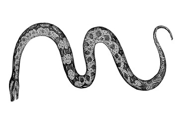 Old illustration of a Boa Constrictor