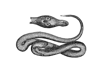 Old illustration of a Cobra di Capello