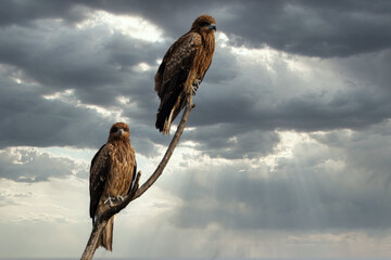 こちらを見つめる二羽の大きな鳶