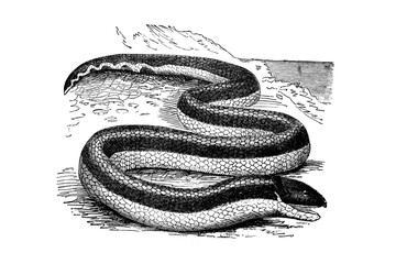 Old illustration of a Black di Capello