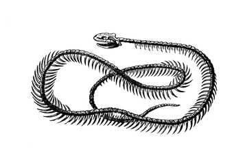 Old illustration of a skeleton of a Common ringed or Grass snake - obrazy, fototapety, plakaty
