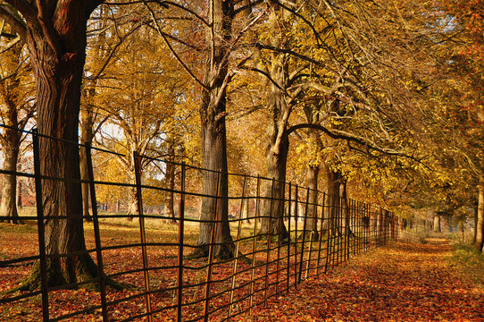 Autumnal path with golden leaves and an iron fence near the Cotswold village of Charlbury, Oxfordshire at sunset.