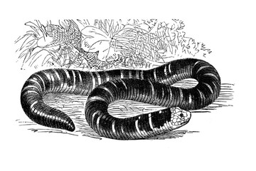 Old illustration of a Amphisbeana snake