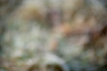 abstract background of a tree, unfocused photo