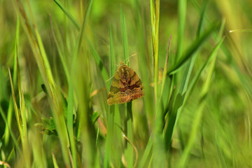 Butterfly, moth in the grass