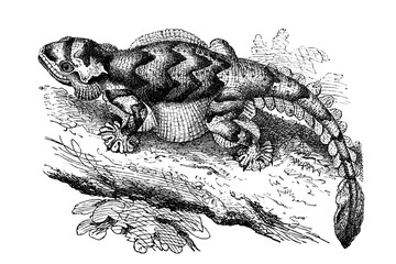 Old illustration of a Fringed Tree-Gecko