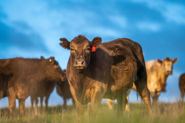 Cows eating grass.