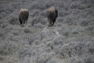 Fototapeta premium Coyote in Yellowstone national park, USA