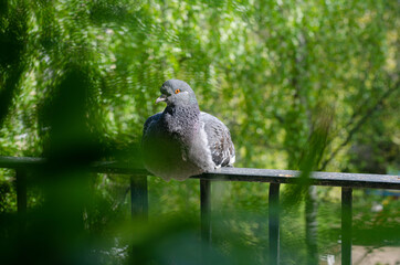 sitting pigeon on the balcony