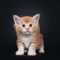 Fototapeta premium Cute five weeks old red silver Maine Coon cat kitten, standing facing front. Looking up towards camera with blue / greenish eyes. Isolated on back background.
