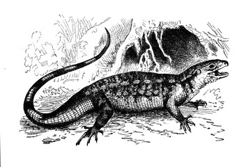 Old illustration of a Teguexin or Varigated Lizard