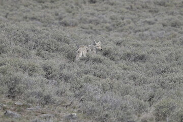 Coyote in Yellowstone national park, USA