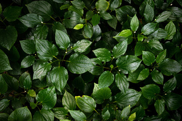 Green leaves texture top view background. Full frame of tropical dark green leaf tone.