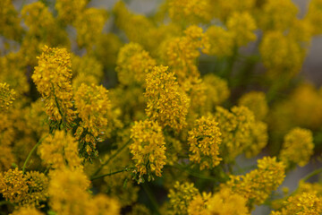 The flowers are yellow. Background from yellow plants. Natural texture. Yellow leafy background. Nature. Summer postcard.