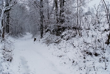 winter in the forest