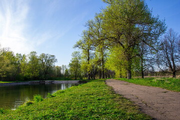 Fototapeta na wymiar Beautiful park landscape. Summer road among green trees and a pond. Cloudless sky background