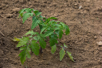 Summer - garden season. Growing tomato bush (green leaves)