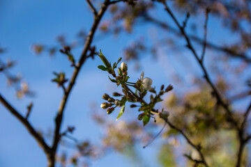 Summer picture of an apple blooming tree. Blue sky blurred background