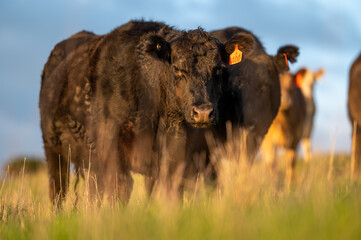 Cows eating grass.