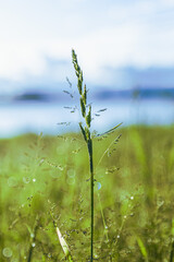 Tall grass