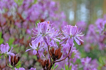 Rhododendron in spring