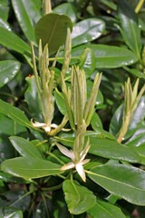 Rhododendron in spring