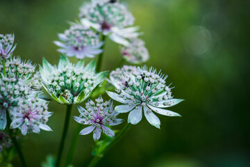 Blooming Astrantia in the garden. Selective focus. Shallow depth of field.