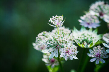 Blooming Astrantia in the garden. Selective focus. Shallow depth of field.