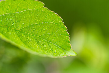 water drop on leaf at nature close-up macro. Fresh juicy green leaf in droplets of morning dew outdoors.