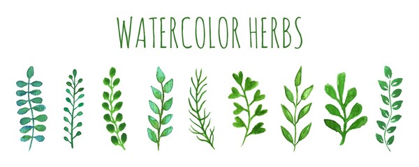 Collection of hand painted watercolor green herbs