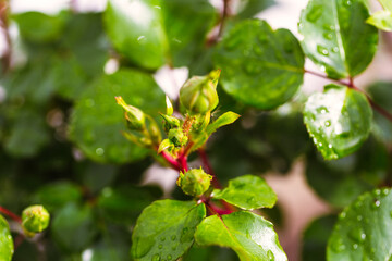 water drop on leaf at nature close-up macro. Fresh juicy green leaf in droplets of morning dew outdoors.