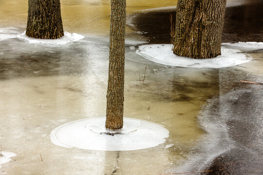 The Triangular Effect Of The Three Tree Trunks, Combined With The Circular Ice Patters Within Harrington Beach State Park, Belgium, Wisconsin In Early February.