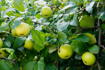 apples on tree