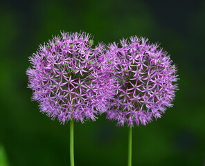 Two blooming purple decorative onions on a dark background