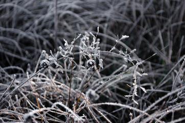 plants in winter in hoarfrost