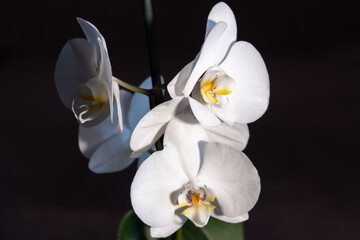 White Phalaenopsis bloomed at home in the spring.