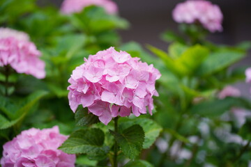 日本の梅雨の風物詩　アジサイの花びらから雨の滴がしたたる