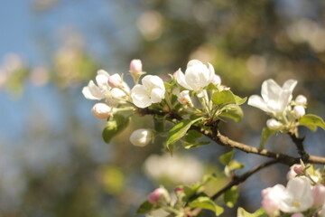 Apple tree in bloom. Spring bloom. Flowering Apple trees in the garden.