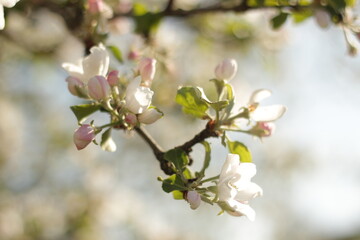 Obraz premium Apple tree in bloom. Spring bloom. Flowering Apple trees in the garden.