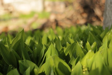 Garden lilies of the valley in the forest in a clearing.