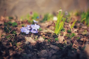 Spring small flowers when autumn leaves still cover the ground. Macro photography of the liverwort flower.