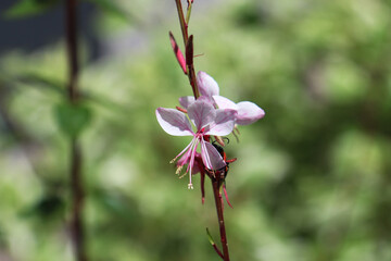 Fiori di Gaura o pianta delle orchidee, dettagli in giardino in un mattino d’estate