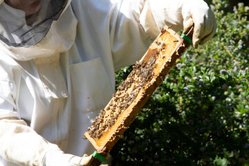 Beekeeping in Hampshire UK