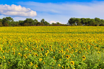 field of yellow flowers in france