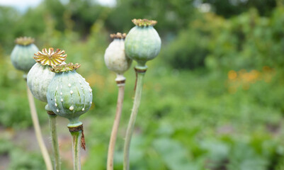 Opium poppies growing and cultivating in Afghanistan. Green unripe poppy heads.