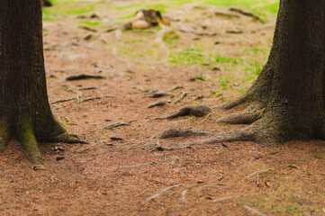 The roots of trees. Forest, autmn.